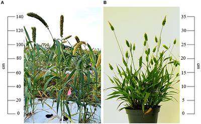 Setaria: A Food Crop and Translational Research Model for C4 Grasses